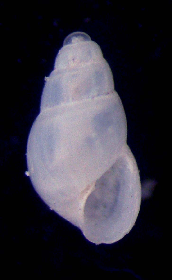 odostomia angusta